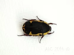 Pachnoda sinuata flaviventris
